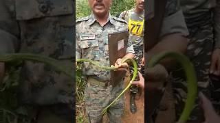 जंगल मैं साँपको कैसे पकड़ते है। COBRACOMMANDO  training Time snake catching #short