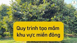 Quy trình tạo mầm sầu riêng khu vực miền đông nam bộ.