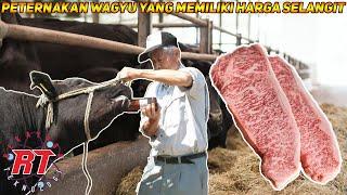 The Process of Japan's Most Expensive Wagyu Cattle Farming in the World | Wagyu Farm