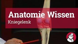 Anatomie-Wissen: Kniegelenk