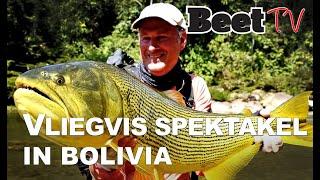 Vliegvis spektakel op Golden Dorado in Bolivia  |  Beet