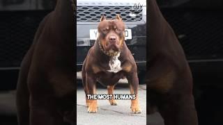 These dogs have recorded the most human bites!