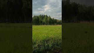 Roe deer male screaming in the forest