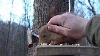 Милая маленькая белка. Короткая зарисовка / A cute little squirrel. A short sketch