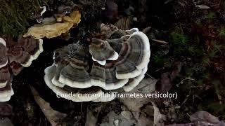 Coada curcanului (Trametes versicolor): o ciupercă medicinală