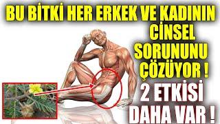 Bu Bitki Her Erkek ve Kadının Cinsel Sorununu Çözüyor. 2 Etkisi Daha Var !