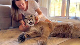 Puma Messi turns into an affectionate kitten and lets Sasha and Masha squeeze himself