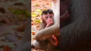 Sweet, Beautiful & Lovely Baby Monkey Very Active Play #cutebabymonkey #littlemonkey