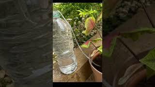 Simple Drip Irrigation System
