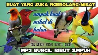 MP3 BURCIL RIBUT PALING DI CARI DAN PALING AMPUH.Kombinasi BURCIL RIBUT,