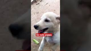 So cute puppy | Pet animals in Cambodia #shorts #puppy