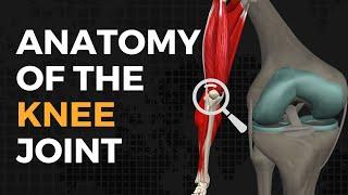 Understanding the Anatomy of Your Knee