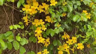 Dolichandra unguis- cati / Cat’s Claw, Bignoniaceae, HYD, India, March30, 2023