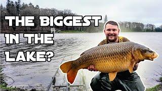 DID WE CATCH THE BIGGEST FISH IN SHEARWATER?Spring Carp Fishing On A Longleat Estate Lake! 