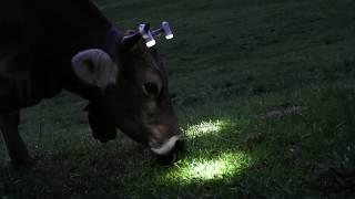 Horn cow initiative || Why the cow needs horns - Lamps