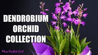 My Dendrobium Orchids collection - Old favorites and new on my wishlist!