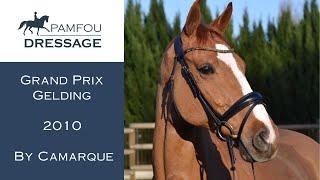 DRESSAGE HORSE FOR SALE - Grand Prix Schoolmaster -2010