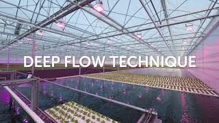 Flier Systems supports Hydroponic production processes