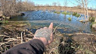 “BEAVERS OCEANIC OOPS” The Beaver Dam Removal That Drained The Sea!