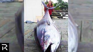 This Fish Is Worth Over $3 Million Dollars