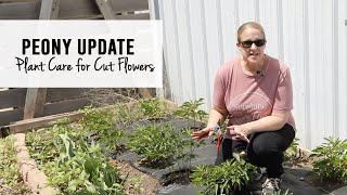 Growing Peonies & Plant Care for Cut Flowers : Sunshine and Flora Flower Farm