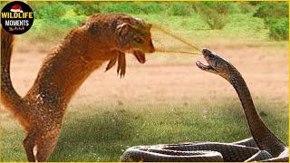 30 Moments King Cobra Vs Mongoose Fight To The Last Breath