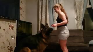 Shadow the German Shepherd has a clumsy approach,  when asked to dance!