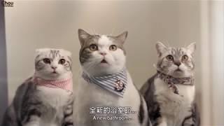 【泰國廣告】 (好笑) 超萌喵星人 Thailand ads Thai-ad โฆษณาไทย