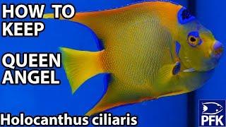 HOW TO KEEP QUEEN ANGELFISH (Holocanthus ciliaris)