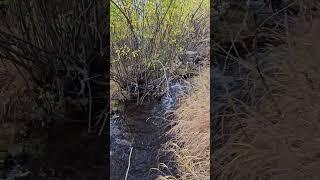 A walk in the woods... #nature #naturetherapy #colorado