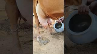 Manual cow milking by casting a cow