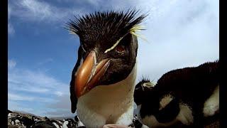 Robot Spy Rockhopper Penguin Deploys A Secret Weapon!