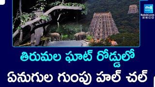 Group Of Elephants Appear At Tirumala Ghat Road | Tirumala Tirupati Devasthanam | @SakshiTV