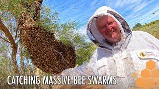 The Great Bee Chase: 7 Swarm in a Blood Orange Grove | The Bush Bee Man