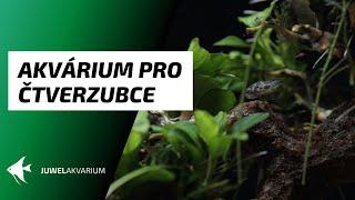 Akvárium pro čtverzubce trpasličí