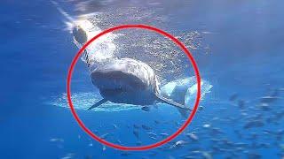 13 FOOT SHARK STEALS BAIT FROM FISH (Incredible Footage of Sharks Hunting)