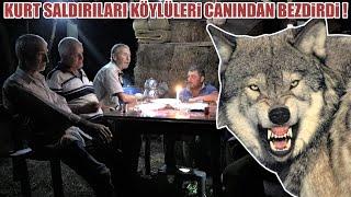 KURT SALDIRILARI KÖYLÜLERİ CANINDAN BEZDİRDİ ! SIRF BU SENE KÖYDE 18 TANE İNEK YEDİLER DİDİ ! KANGAL