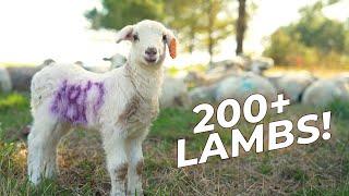 Lambing on Pasture | Demonstrations & Two Live Births