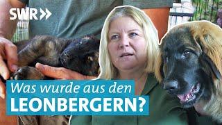Vom Welpe zum 50 Kilo Hund - Wie geht's den Leonberger Hunden aus Leonberg?