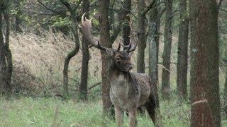 Damhirsch in der Brunft - fallow deer in rutting season (dama dama)