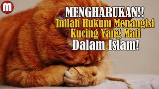 MENGHARUKAN! Inilah Hukum menangisi Kucing Yang Mati Menurut Agama Islam.