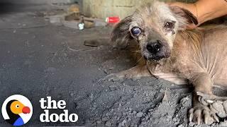 Abandoned Dog Becomes Fluffiest Poodle Mix | The Dodo