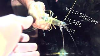 CATCH and COOK | WILD SHRIMP IN THE FOREST
