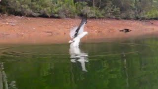 Spectacular eagle takes my fish off the water right beside me