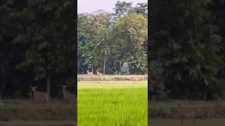 Deer at my farm  #deer #deerhunting