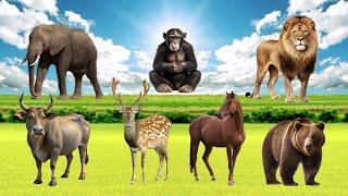 Bustling Animal World Sounds Around us : Lion, Elephant, Cow, Monkey, Horse, Deer, Bear