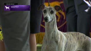 Whippets | Breed Judging 2023