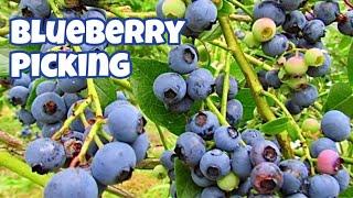 Blueberry Picking | Supporting Local Farms