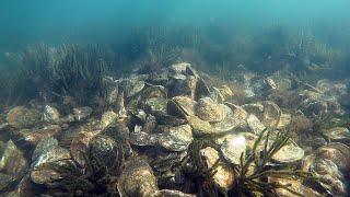 Single Mature Oyster Restoration in Rhode Island