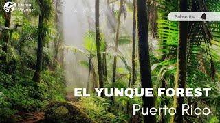 Puerto Rico | El Yunque National Rainforest | Caribbean| 4K